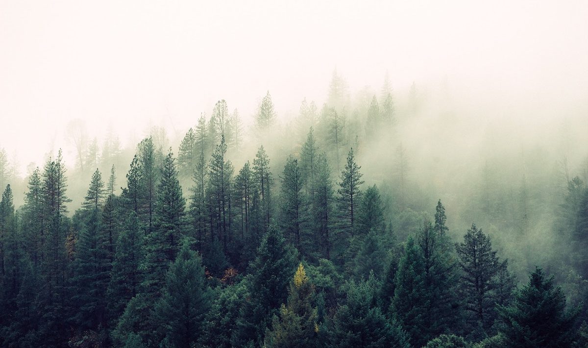 Forêt brume stage bushcraft survie bretagne