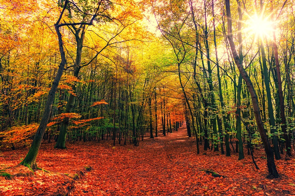 photo forêt automne